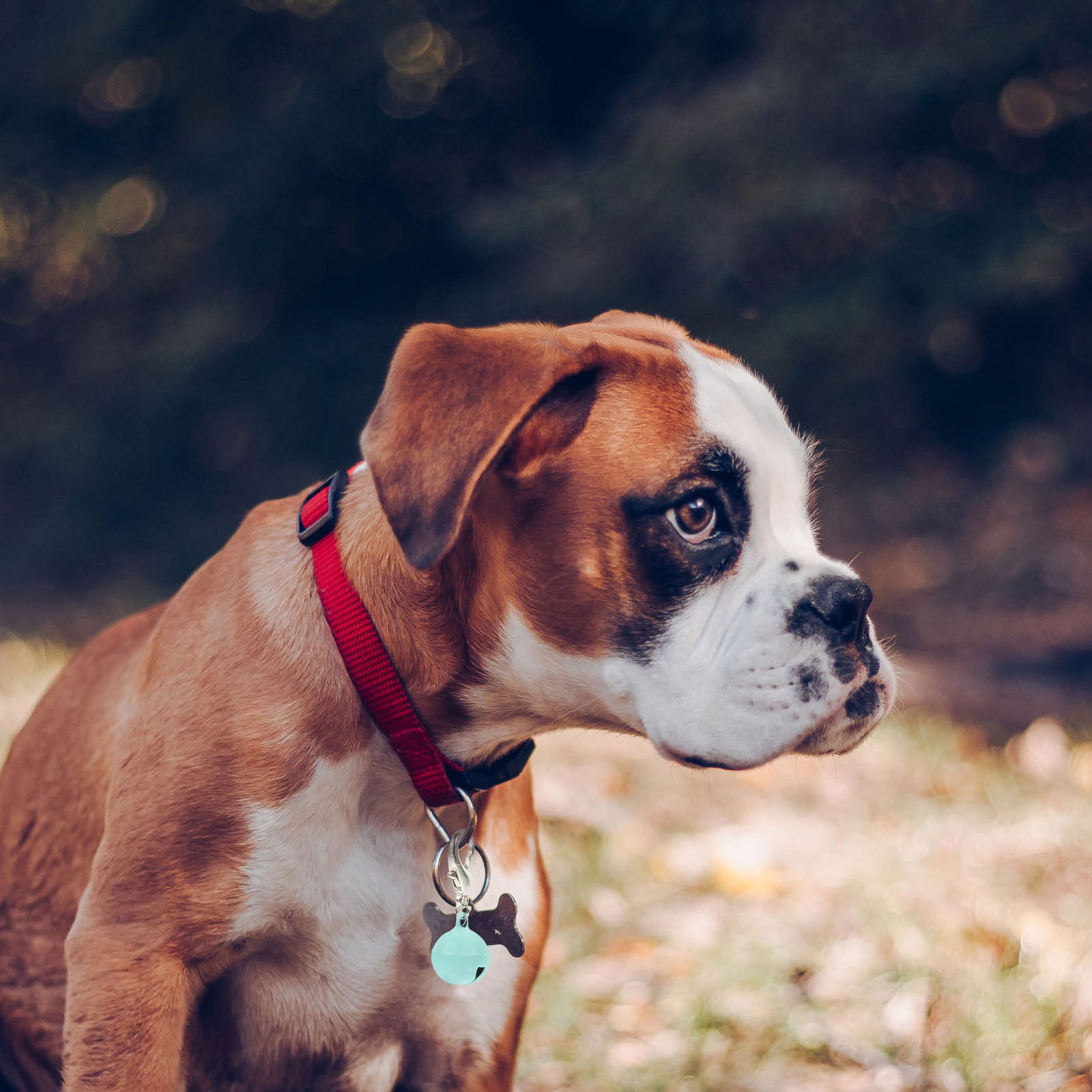 10 Stück Haustier-Halsbandgloc – Pet Supplies Locations Bewertung und Preis