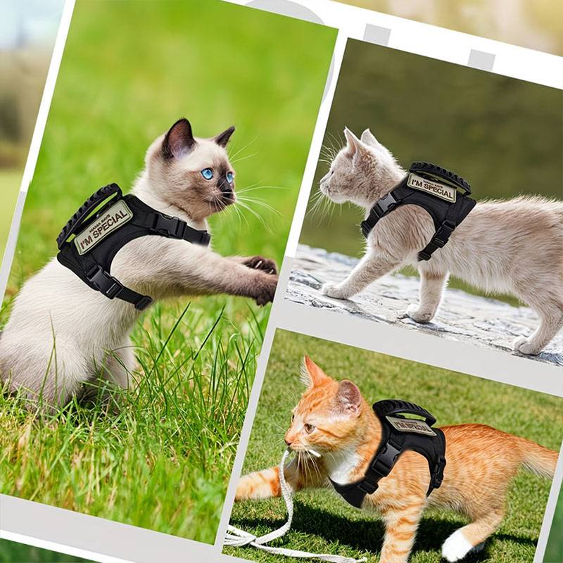 Atmungsaktives Taktisches Haus – Retractable Dog Leash Bewertung und Preis